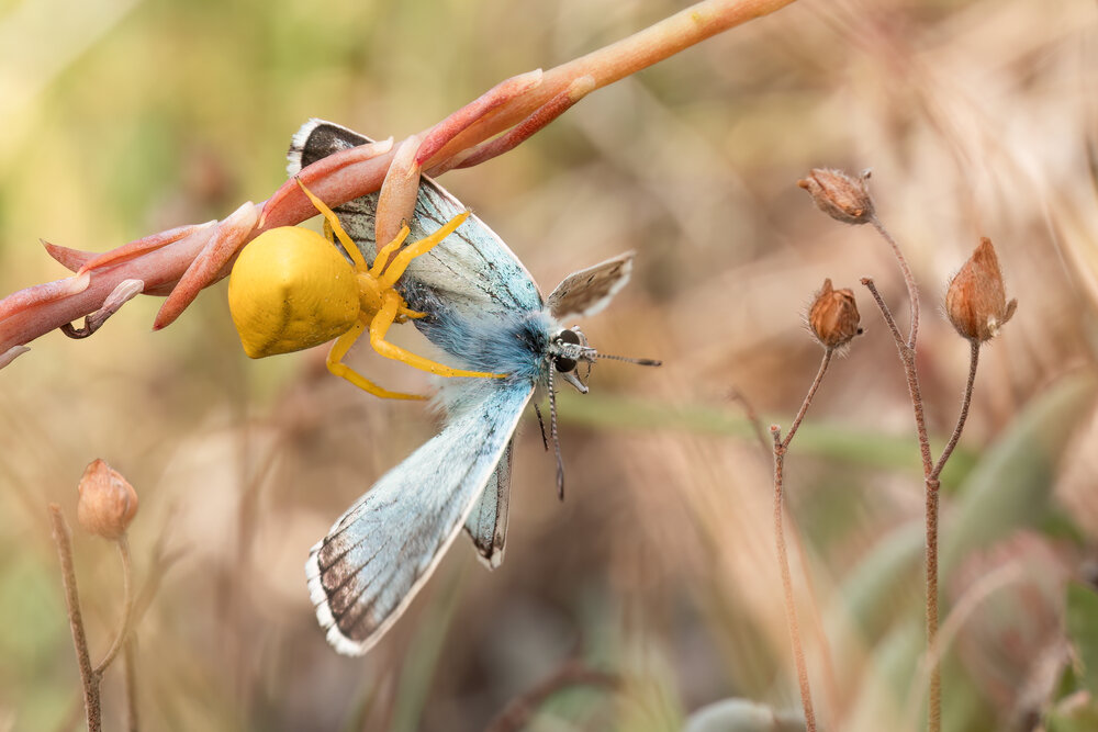 Photograph by Giorgio Castelli