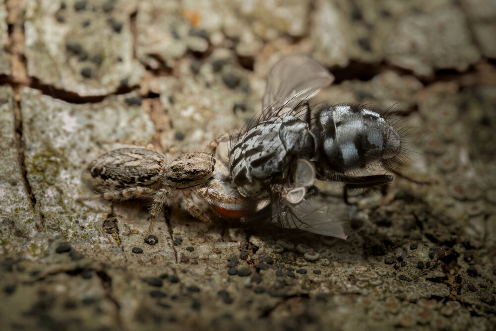 Photograph by Giorgio Castelli