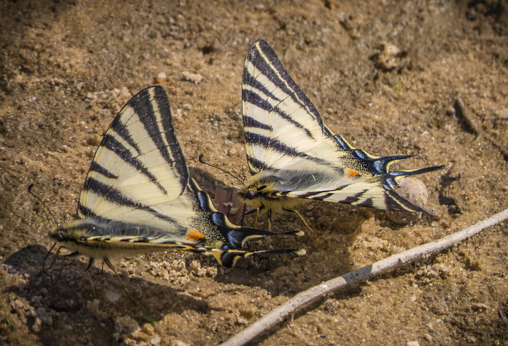 Photograph by Цветков Сергей