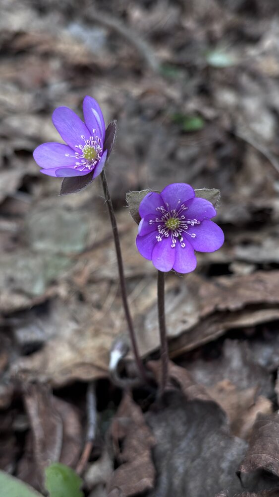 Photograph by Halina Mitsevich