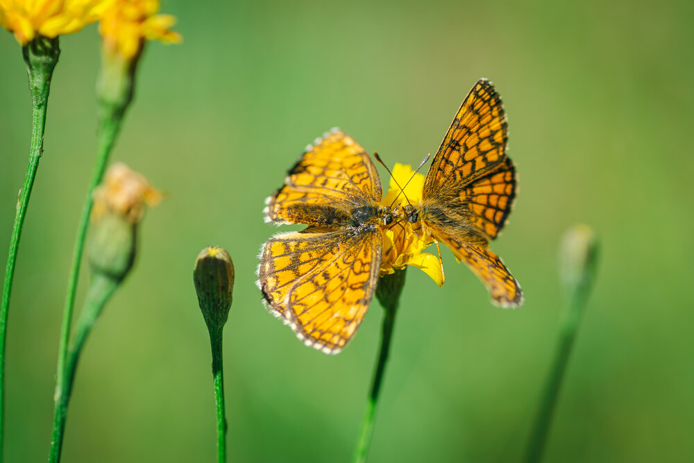 Photograph by Александра Плискова