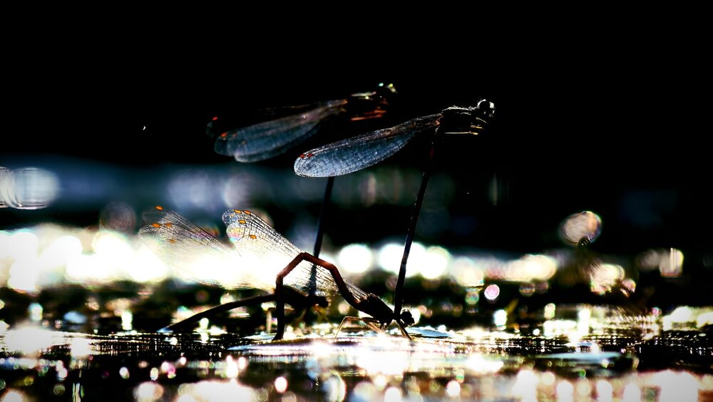 Photograph by Егор Чинарев