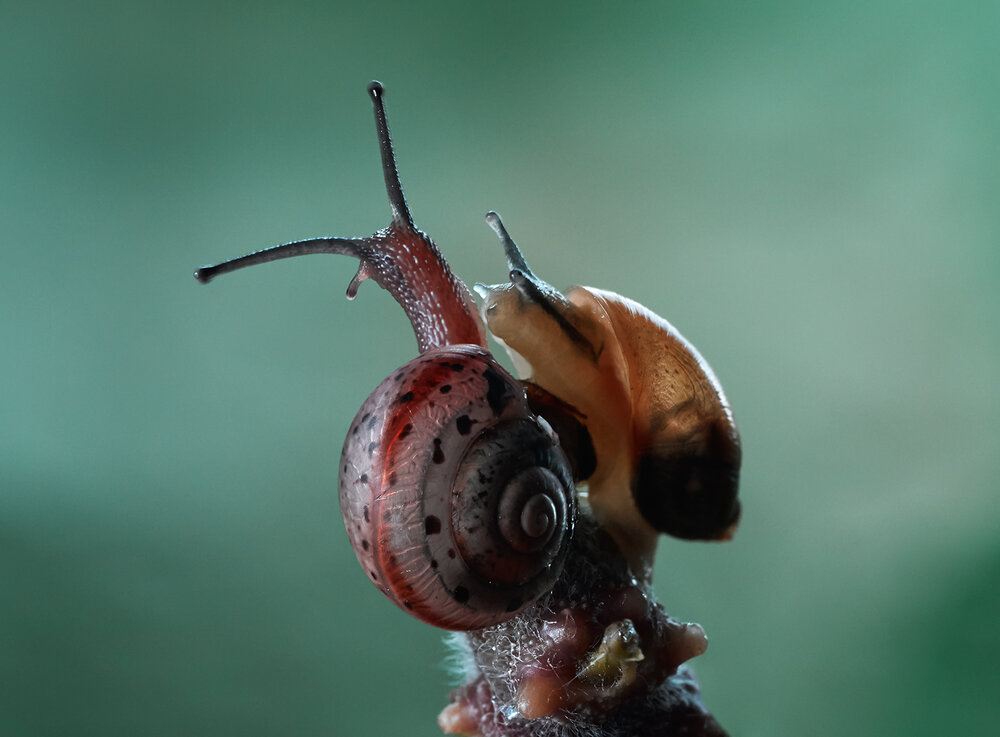 Photograph by Prometej