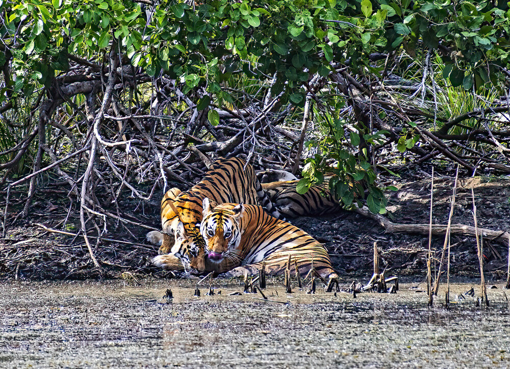 Фотография автора Subir Ghosh