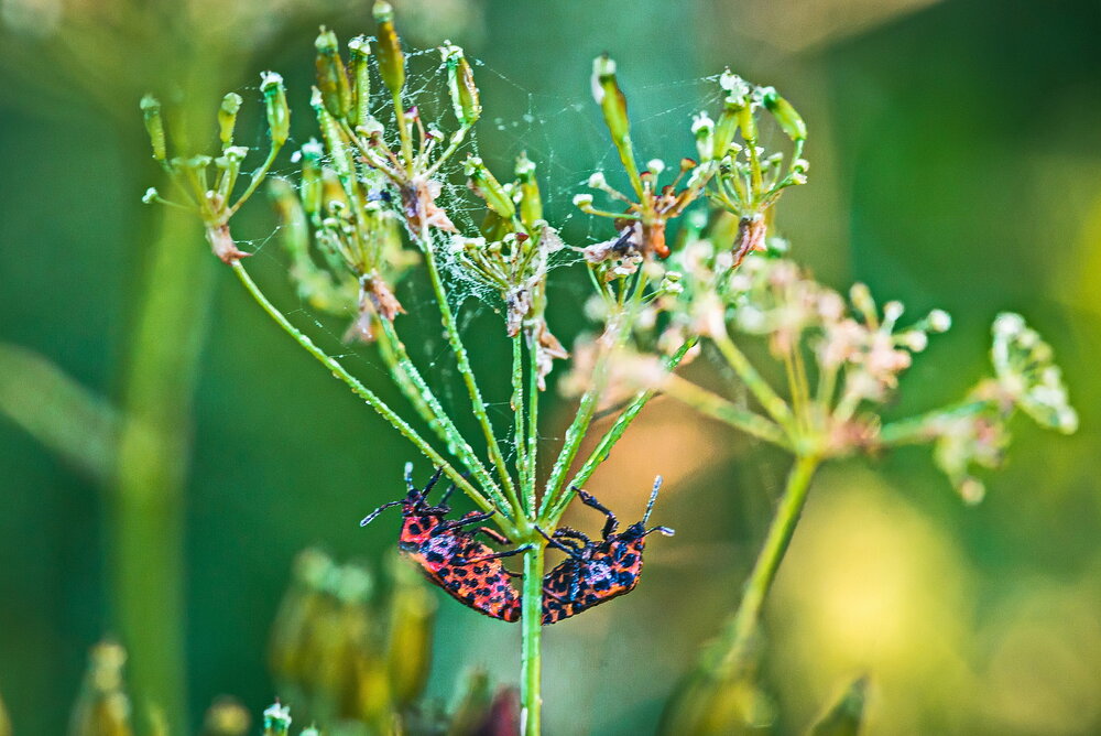 Photograph by Валерий Смирнов