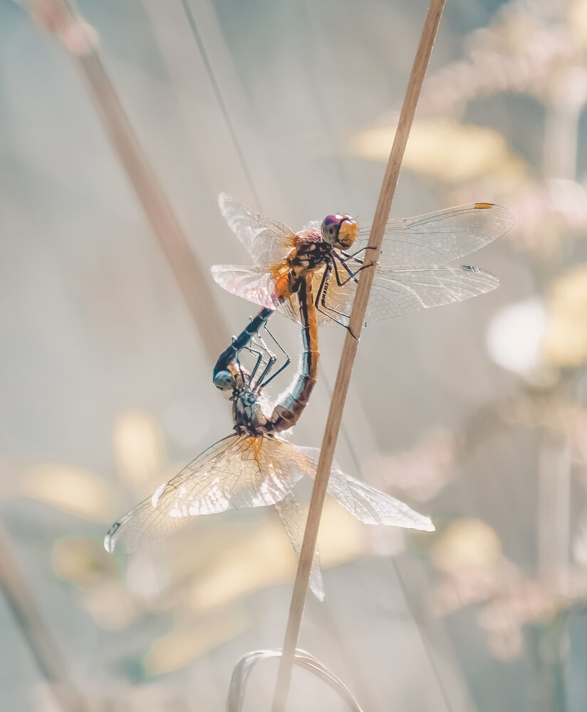 Photograph by Любовь Бусова