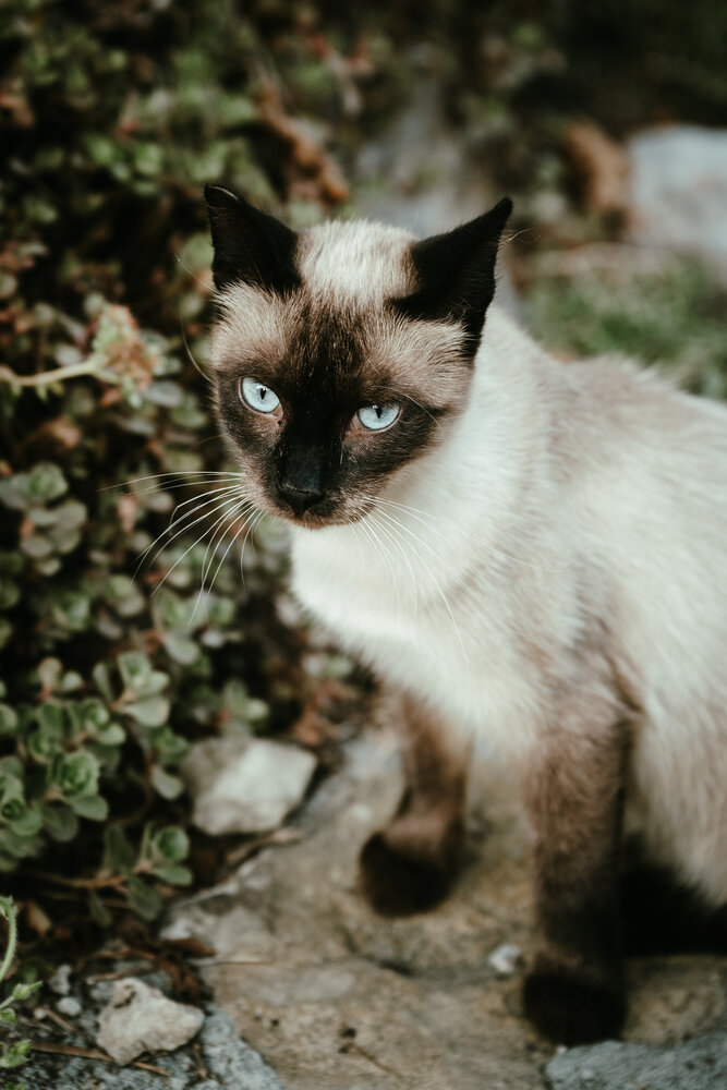 Photograph by Miglena Koeva
