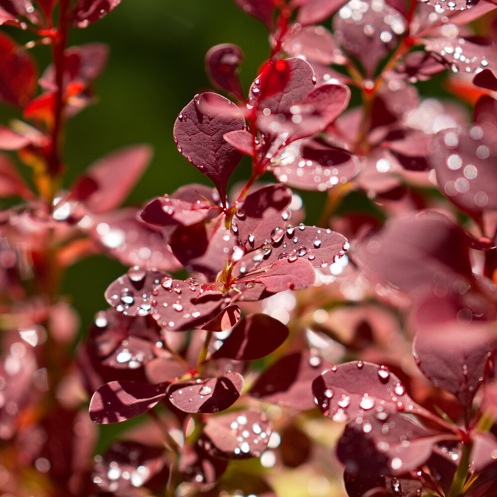 Photograph by Бьёрк