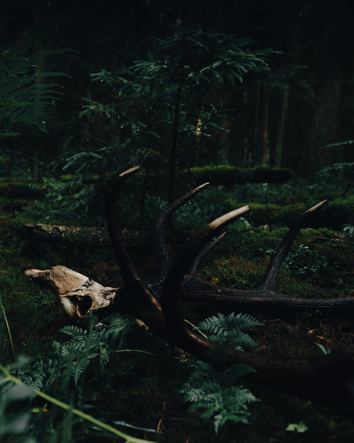 Photo #13893154