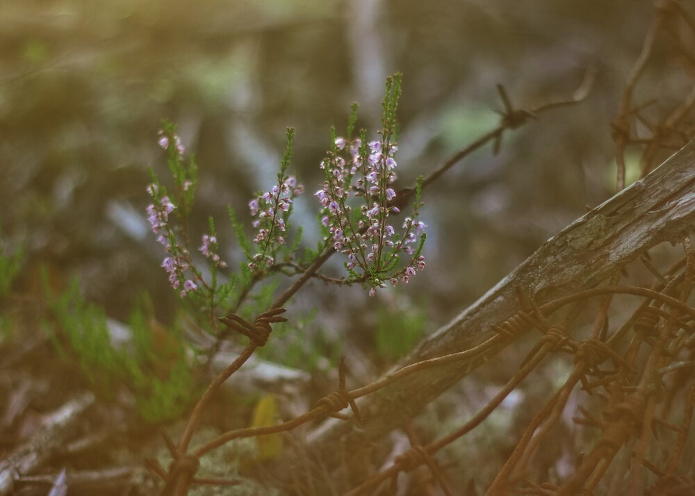 Photograph by Бьёрк