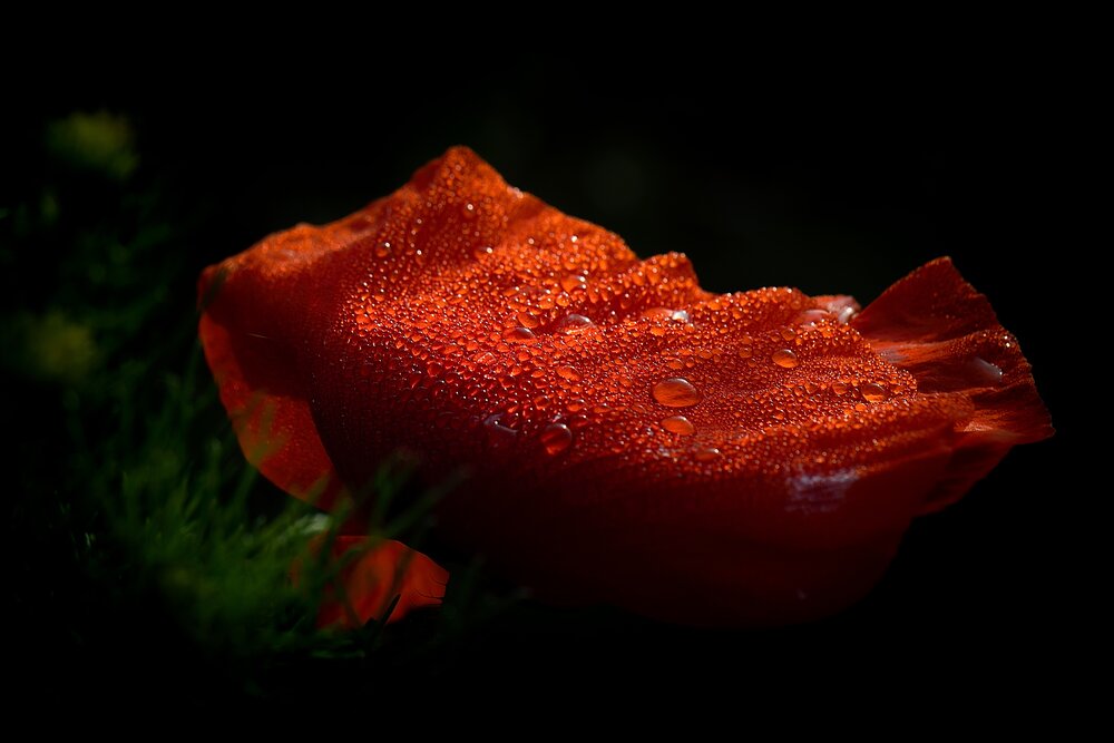 Poppy