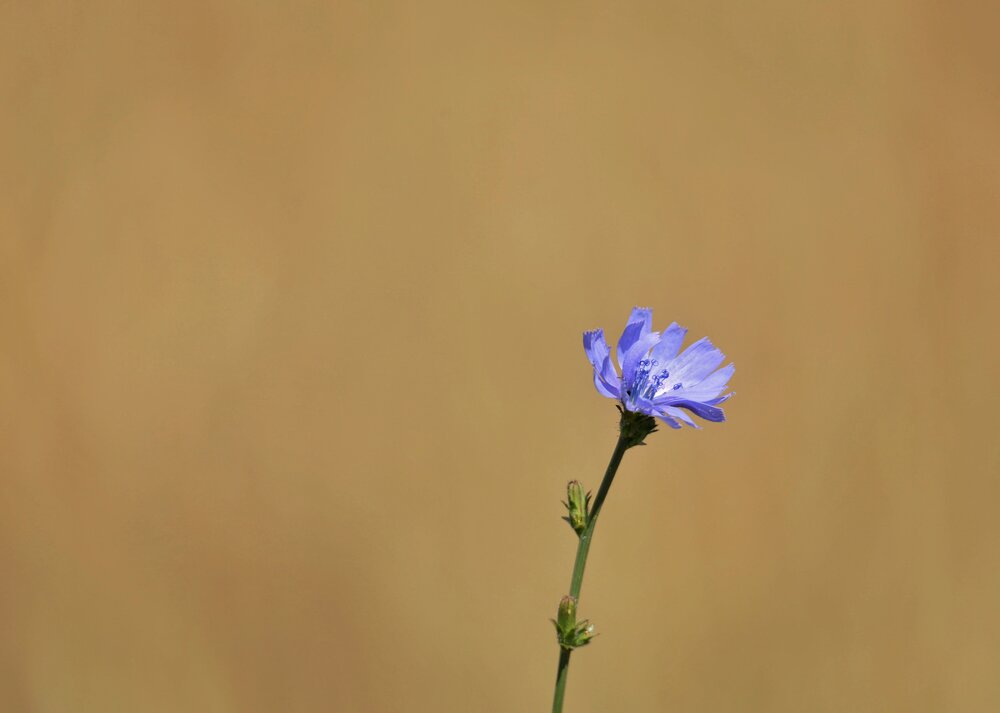 Chicory