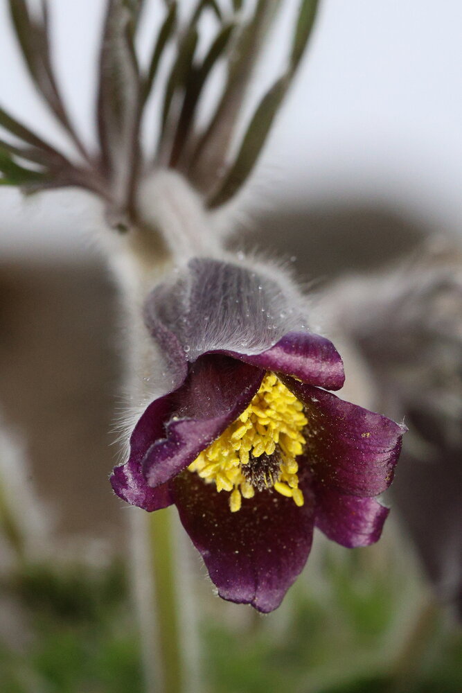 Bohemian small pasque flower