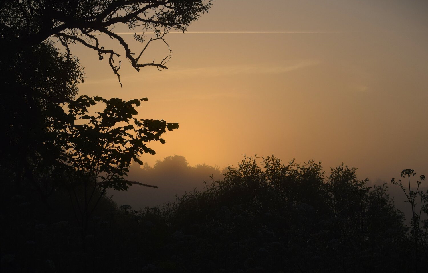 Photo #13893340