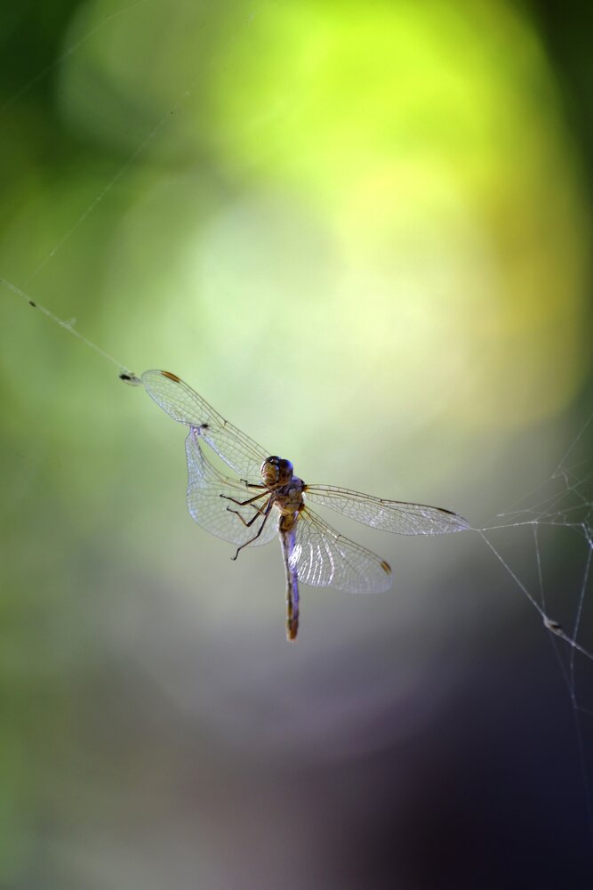 Photograph by Elena Mironova