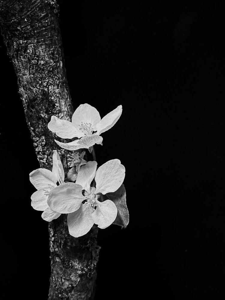 Photograph by Анастасия Гульванюк