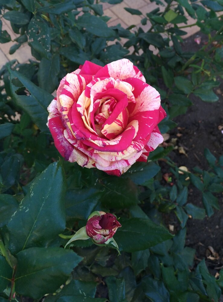 Photograph by Юлия Новичихина