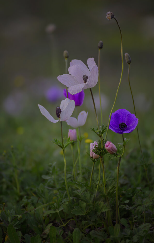 Photograph by Марина Ческис
