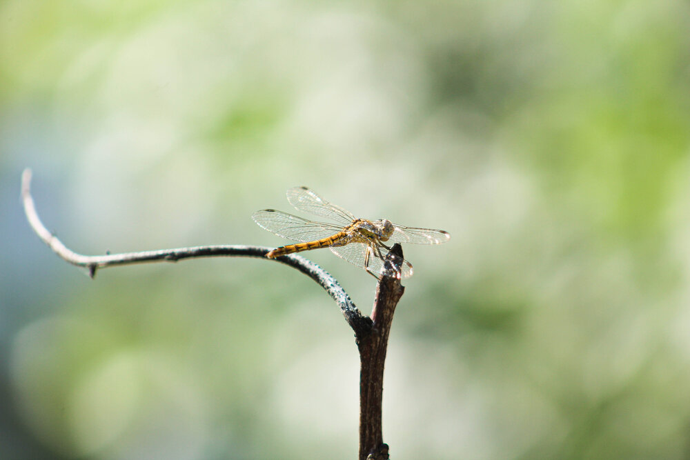 Photograph by Станислав Автеньев