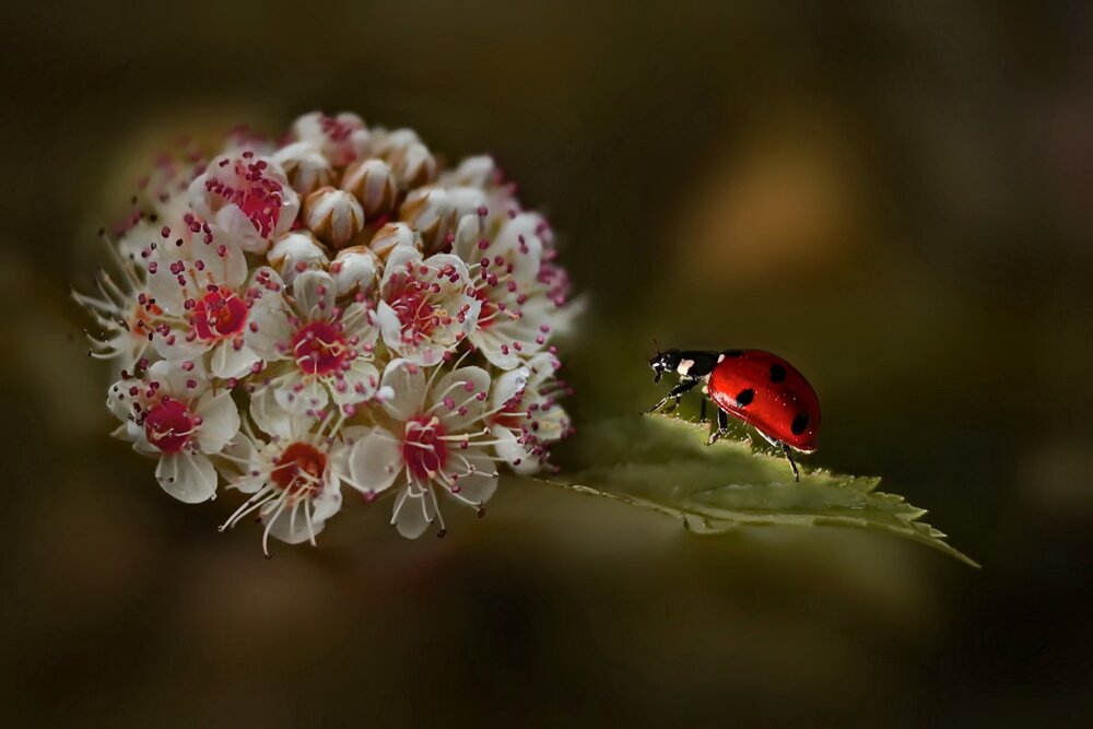 Photograph by Татьяна Бравая