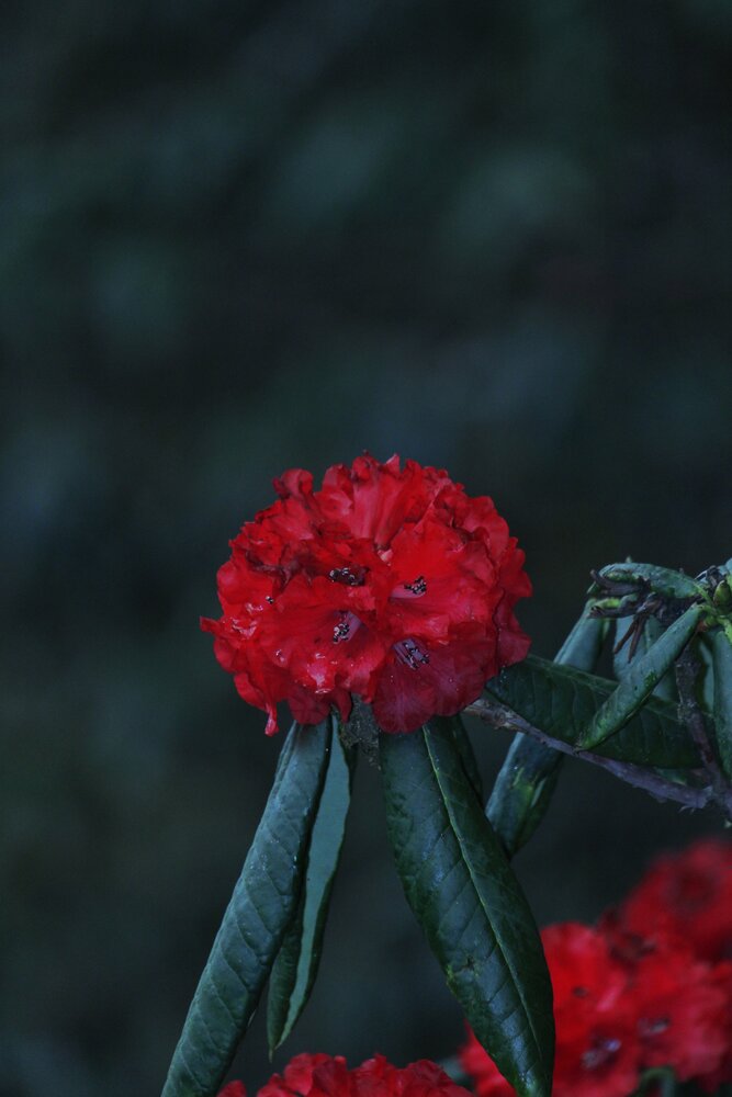 Rhododendron buransh