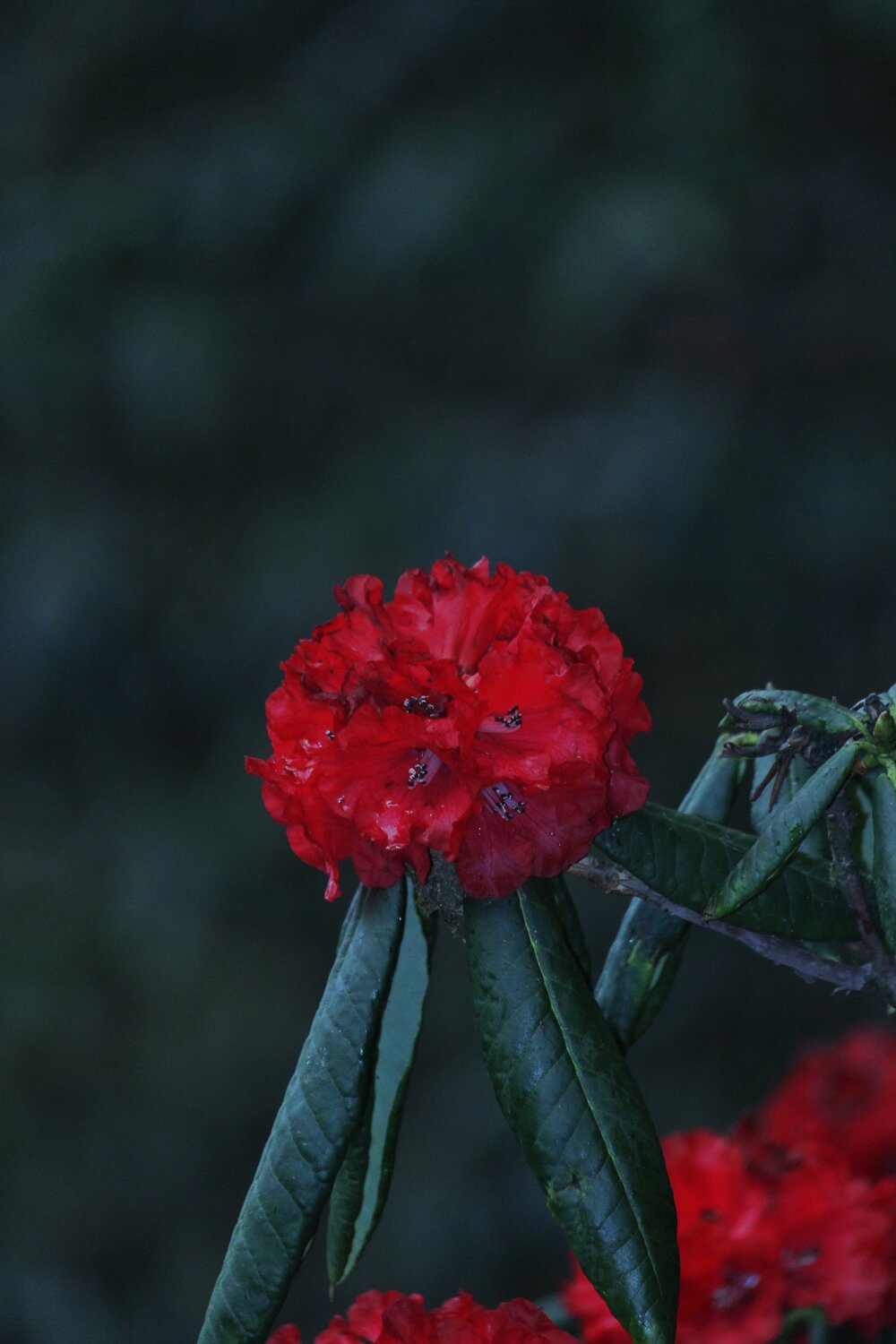 Rhododendron buransh