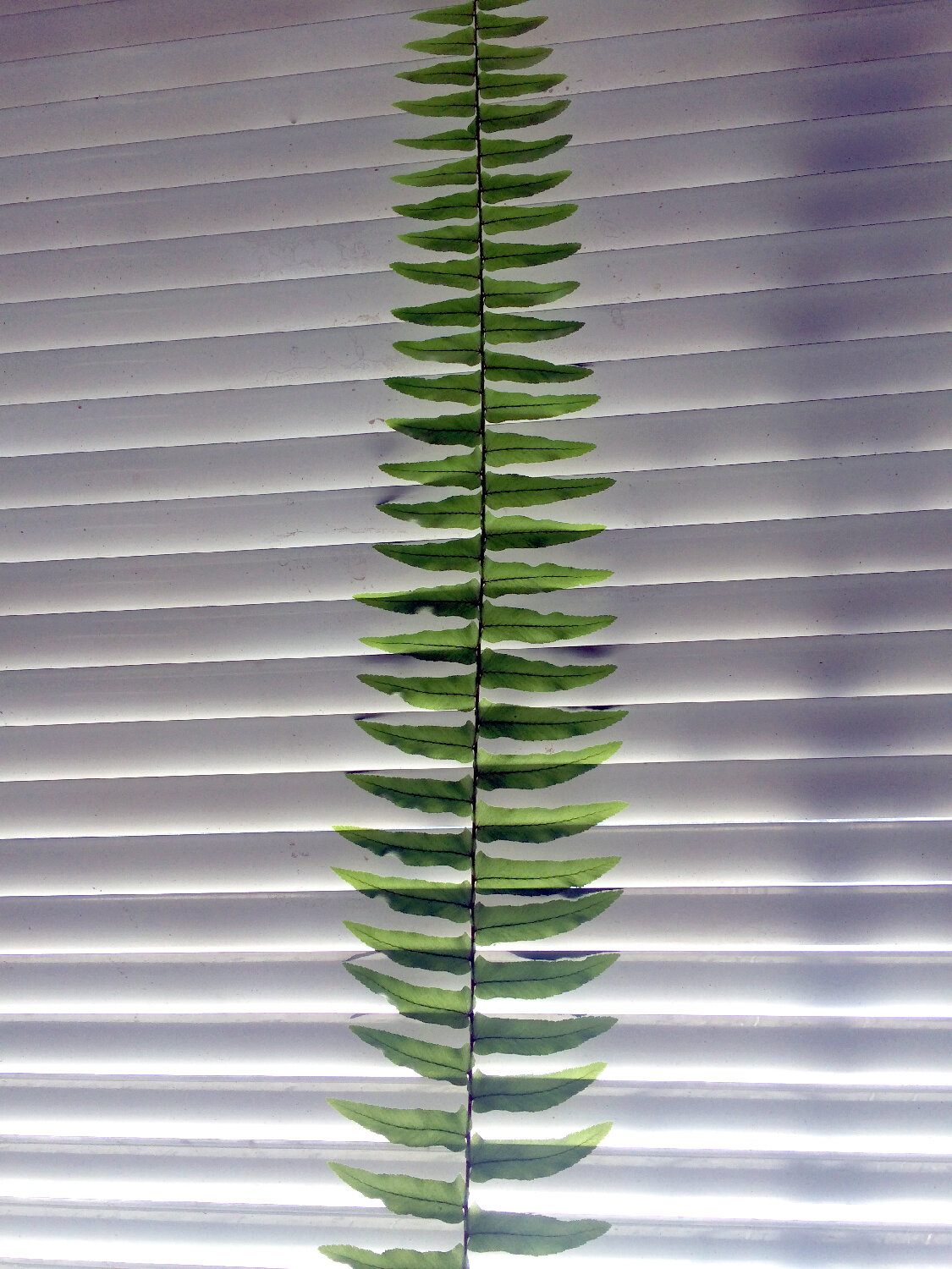 Photo #13894001