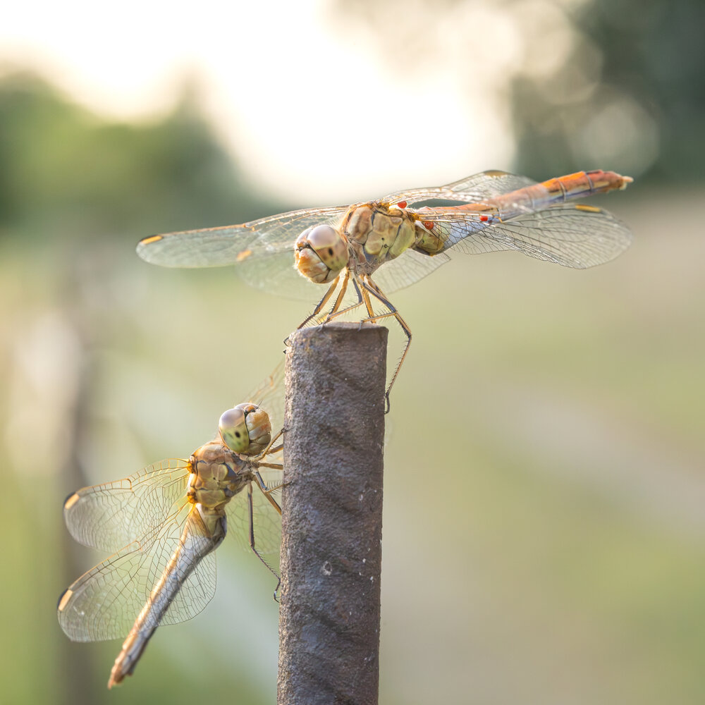 Photograph by Alexander Pakhomov
