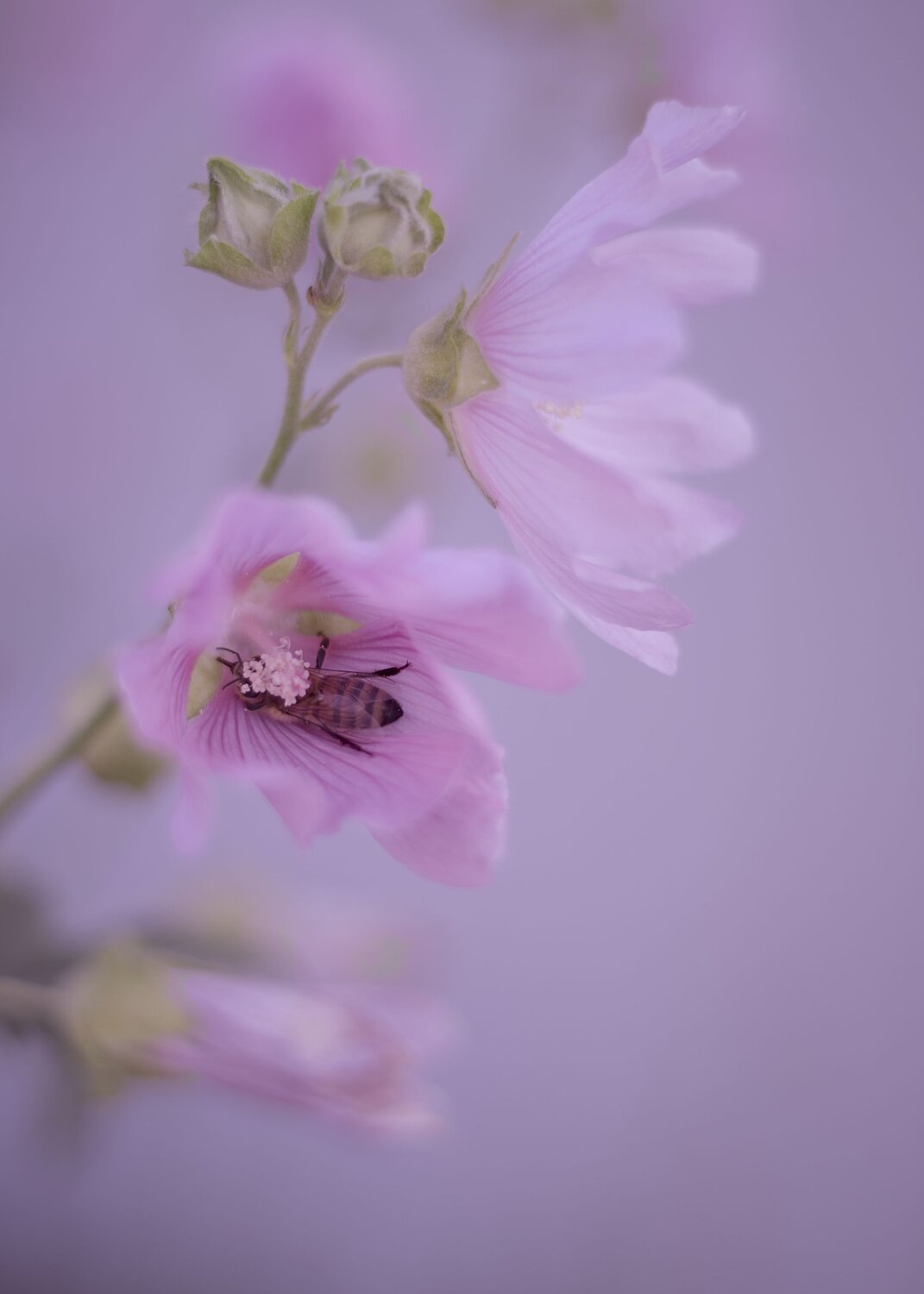 Photo #13894036