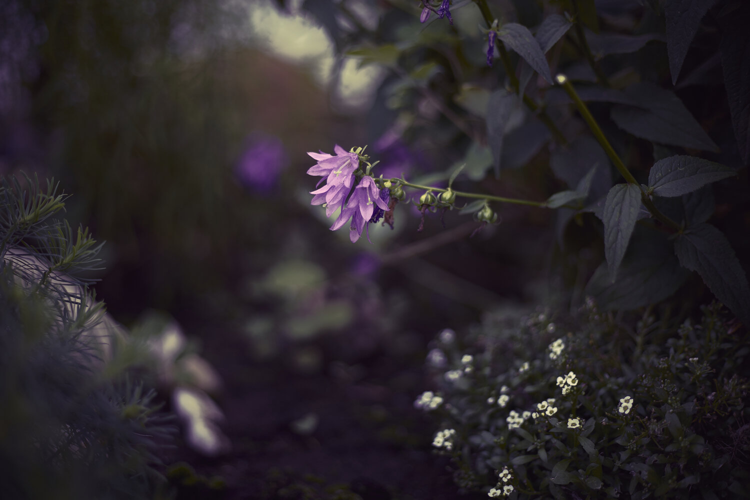 Photo #13894046