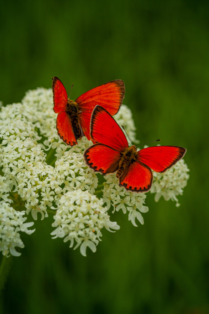 Photograph by Денис Дорошенко