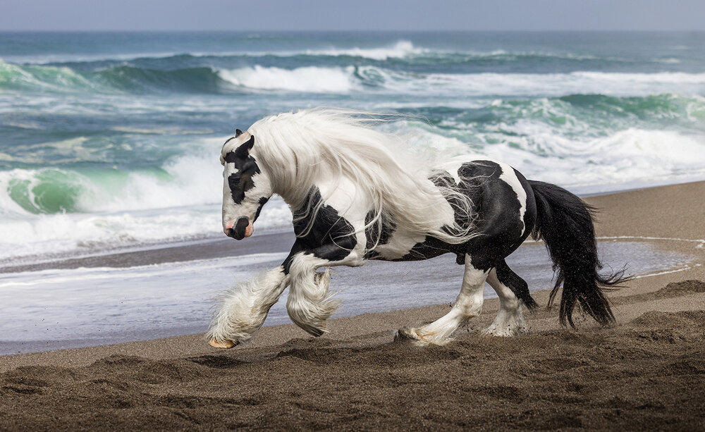 Pacific stallion