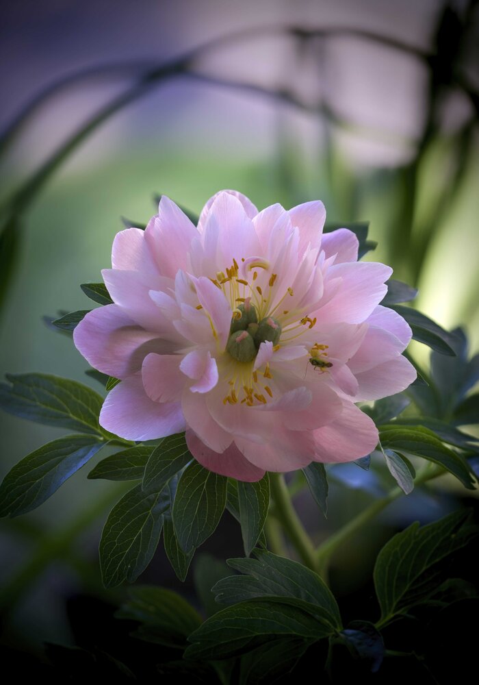 Photograph by Marina Krivitskaya