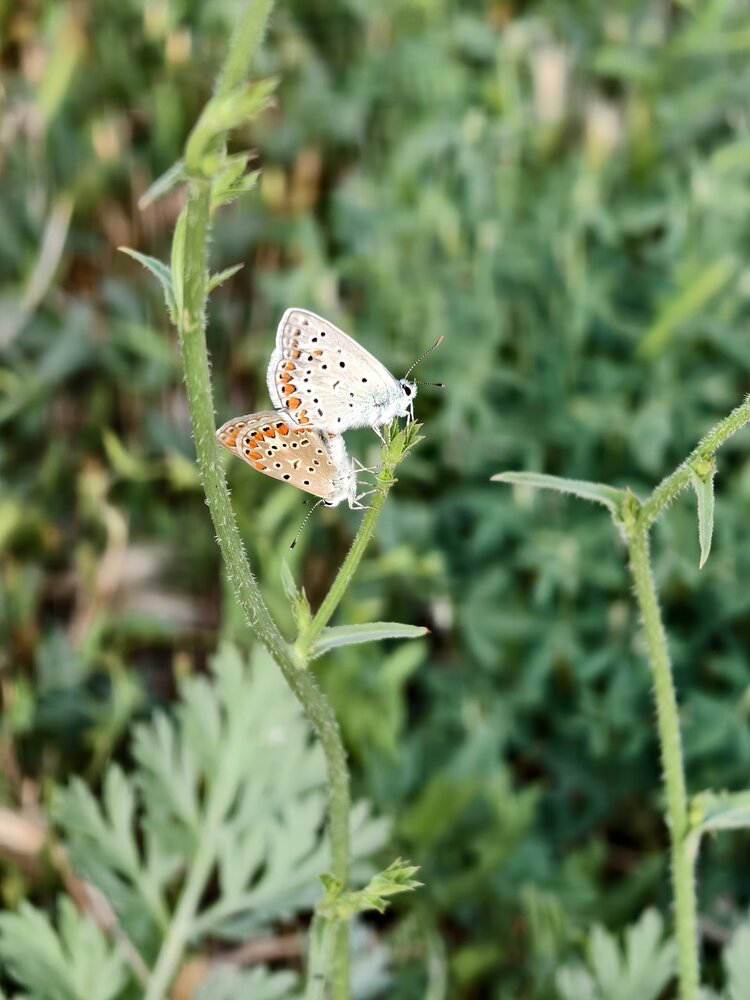Photograph by Елена Оборник