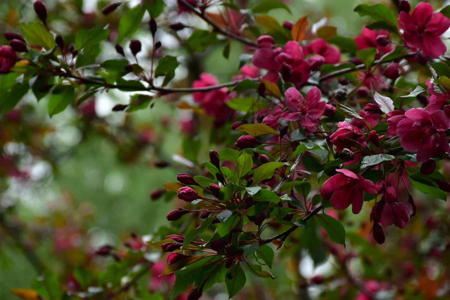 Photo #13894149