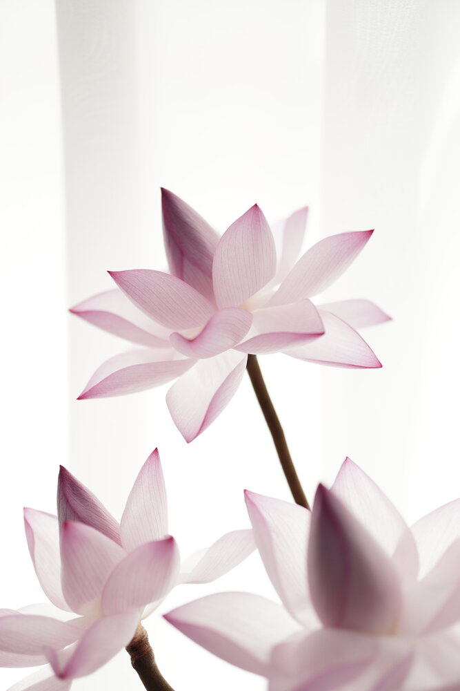Backlit lotus