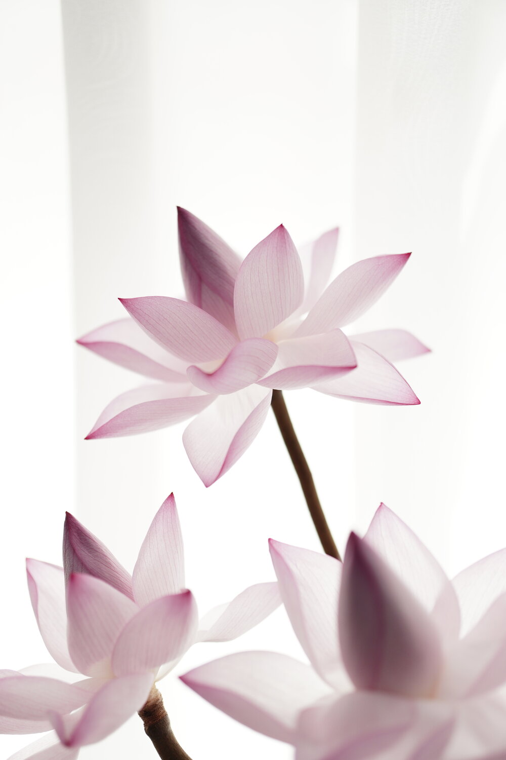 Backlit lotus