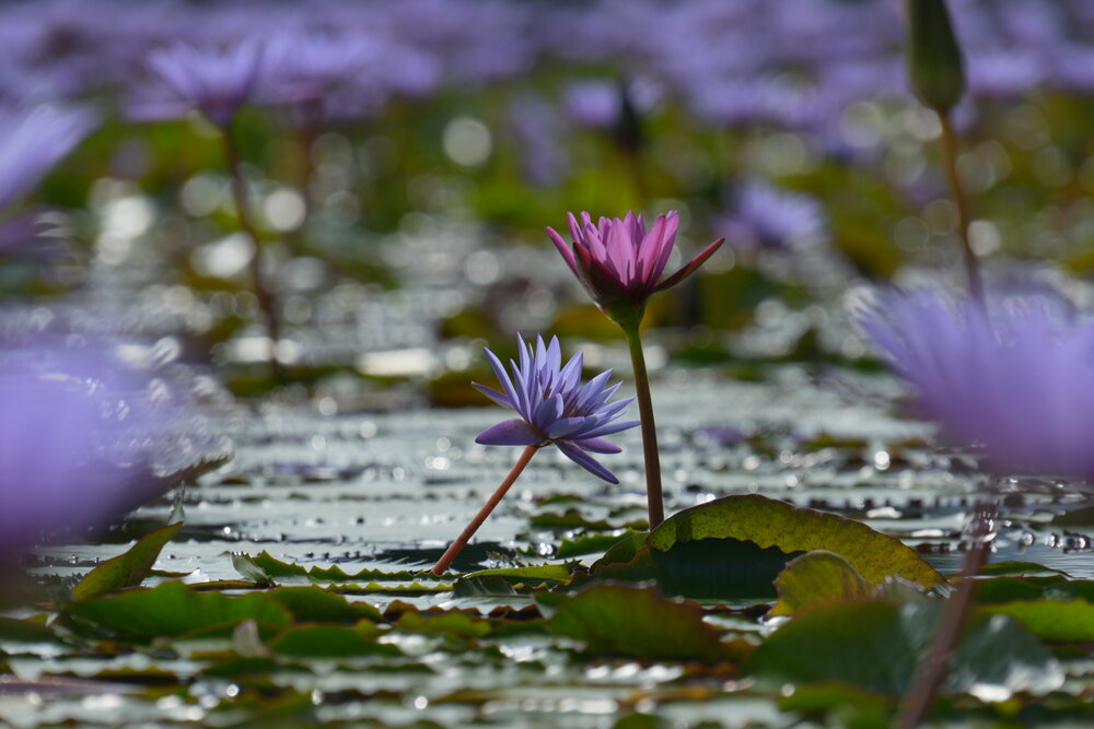 Two water lilies