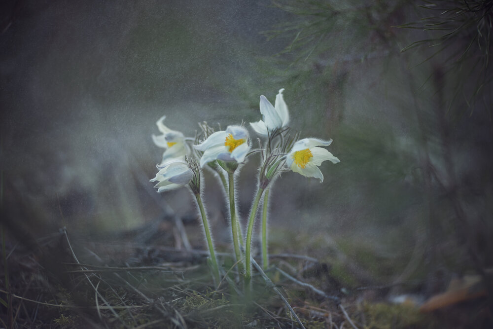 Photograph by Алексей Широбоков