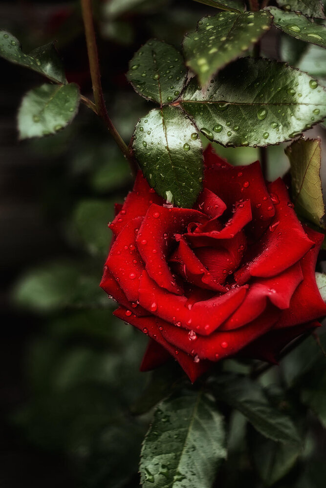 Photograph by Полина Хрол