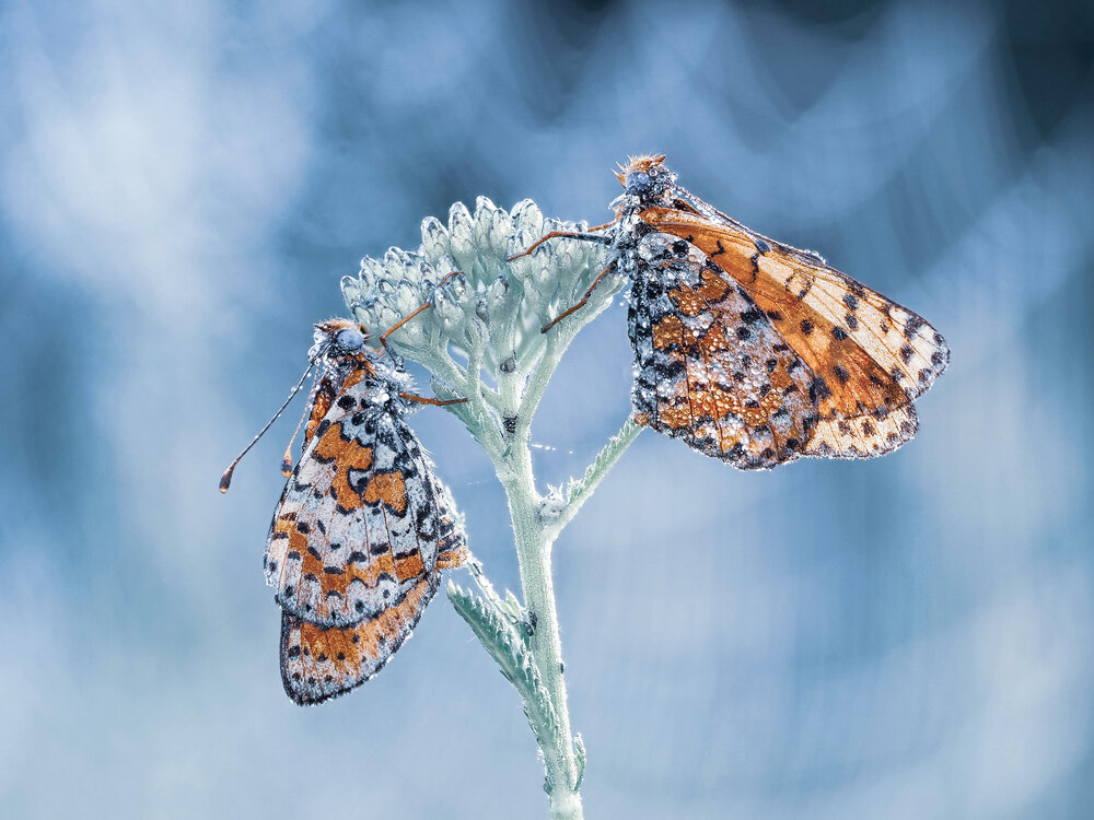 Photograph by Lapshina Vladlena