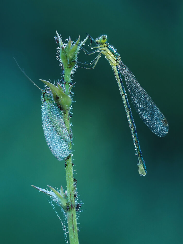 Photograph by Lapshina Vladlena