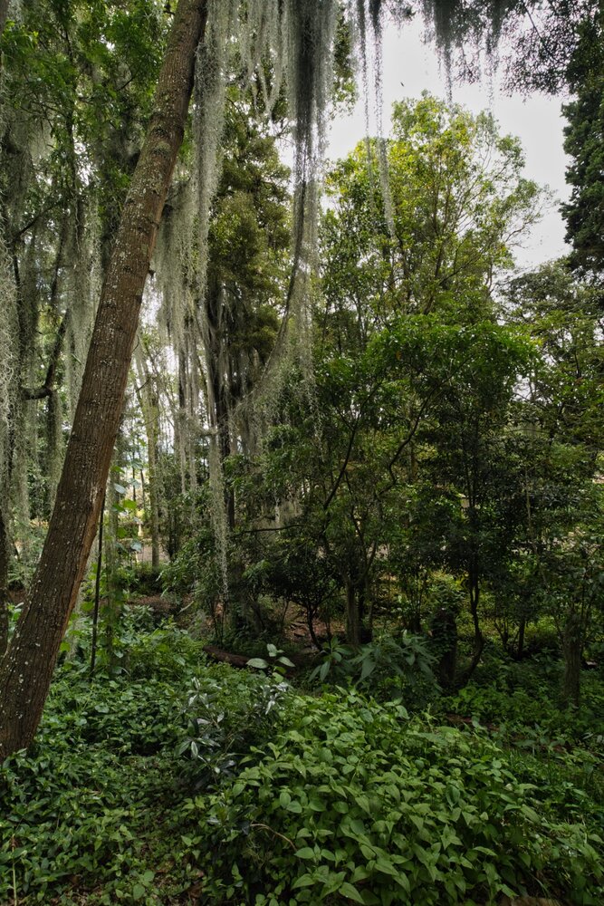 Whispers of the Andean Cloud Forest