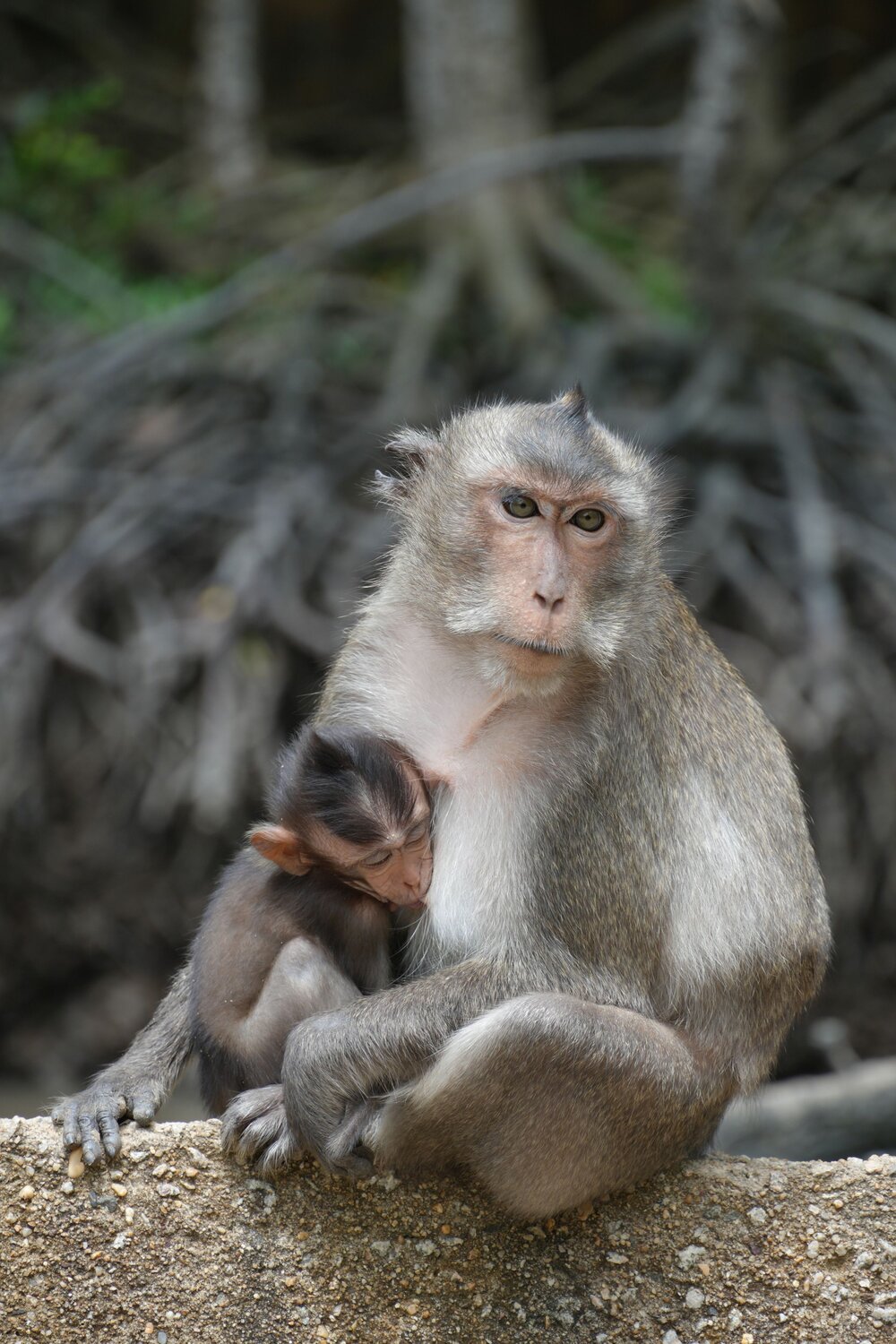 Monkey Mommy