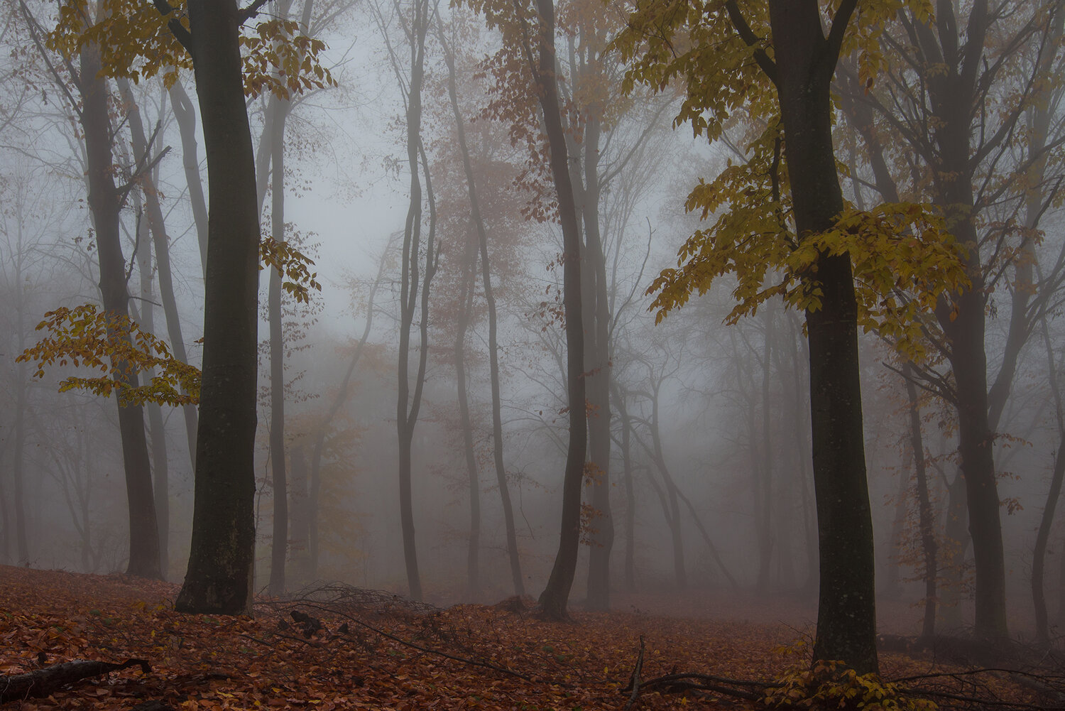 Photo #13894526