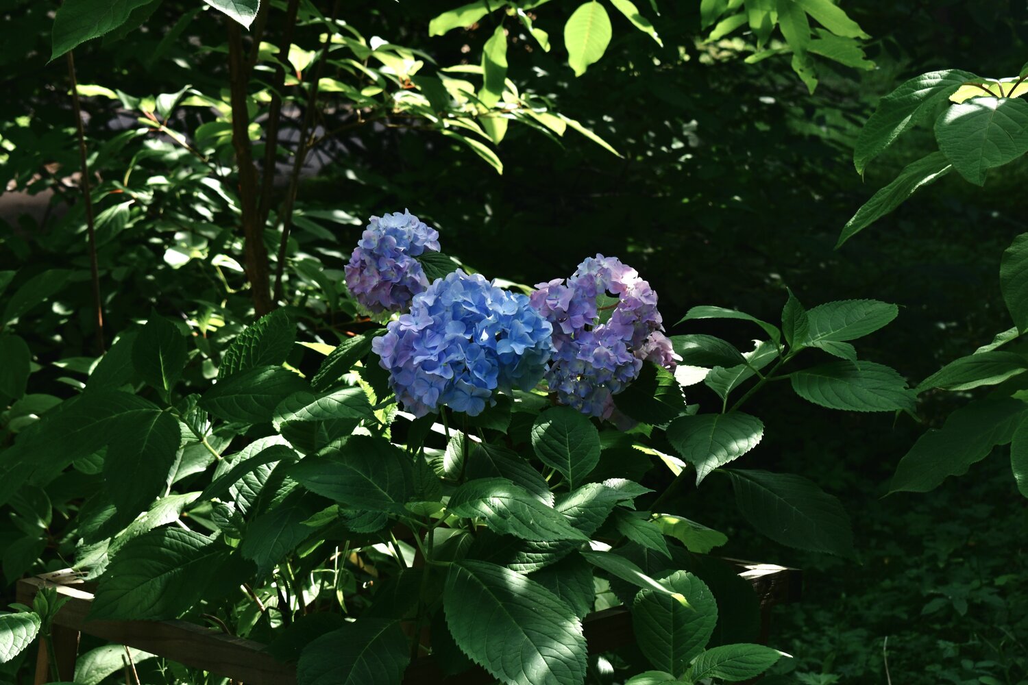 Photo #13894538