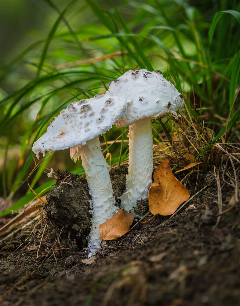 Photograph by Владимир Сковородников