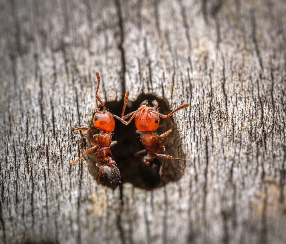 Photograph by Владимир Сковородников