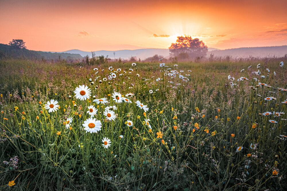 Photograph by Григорова Мария