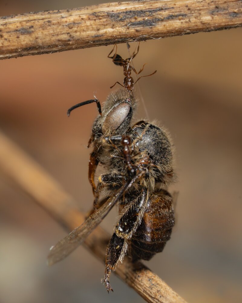 Photograph by mahadevan Arige